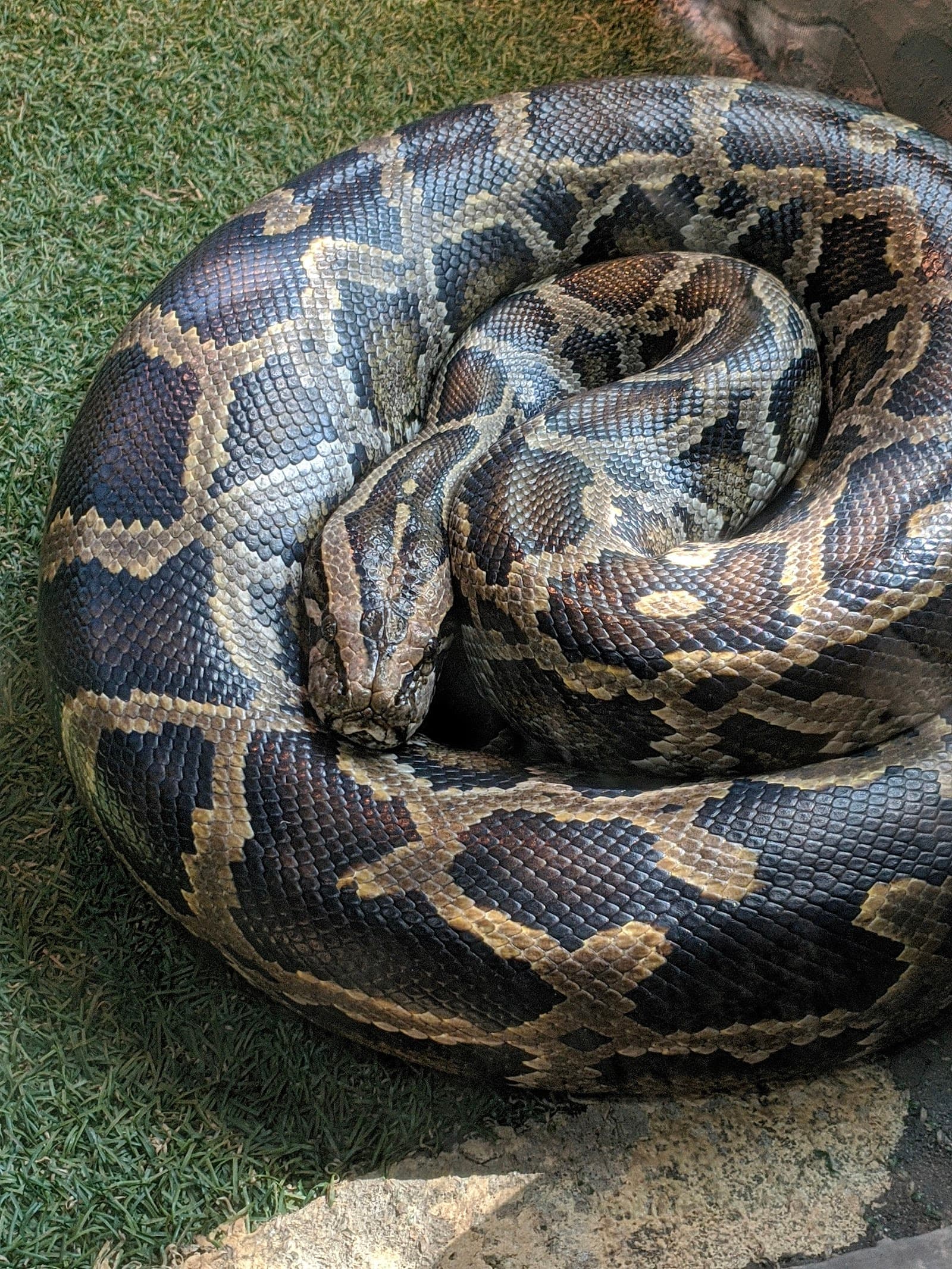 Zoológico Municipal de Piracicaba - foto 9