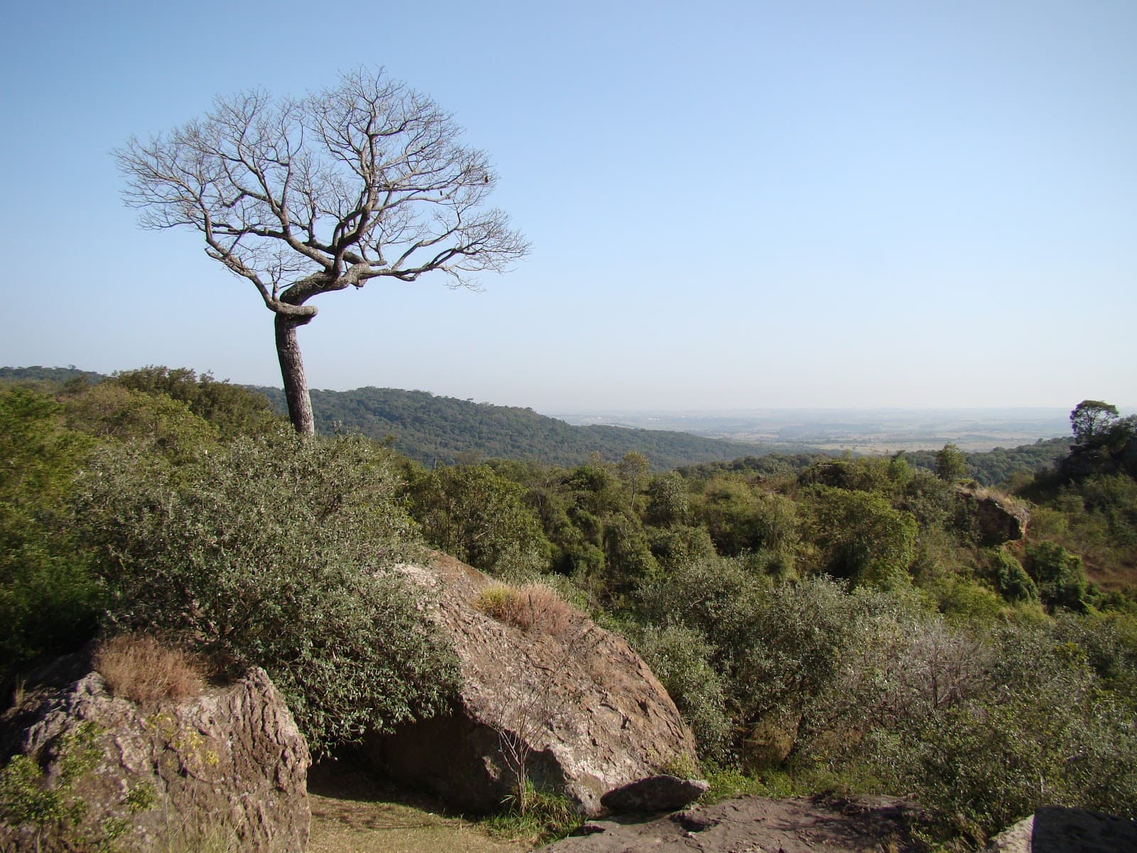 Floresta Nacional de Ipanema