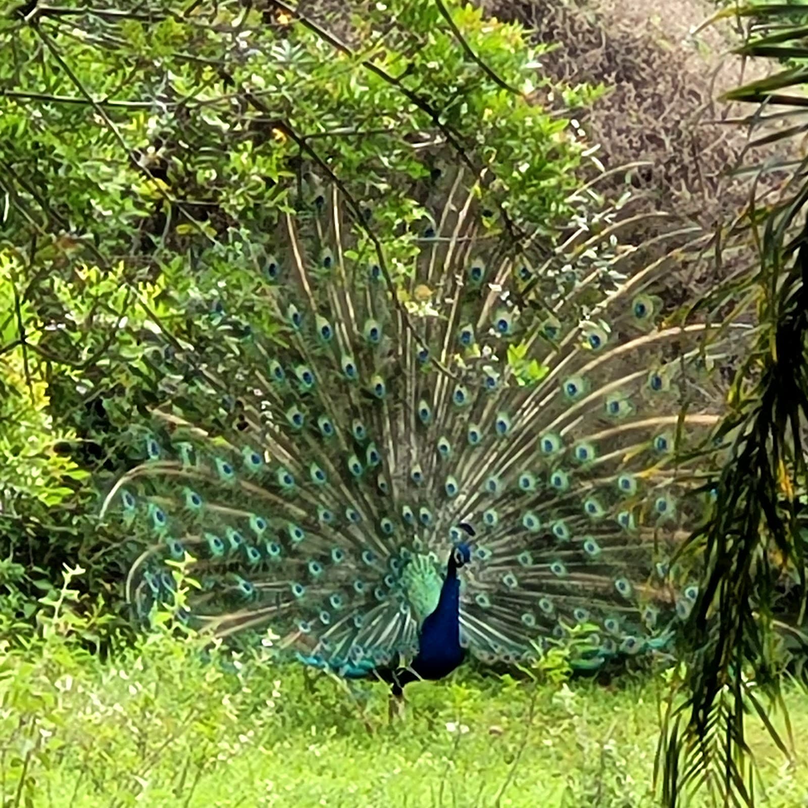 Parque Ecológico Eugênio Walter - foto 3