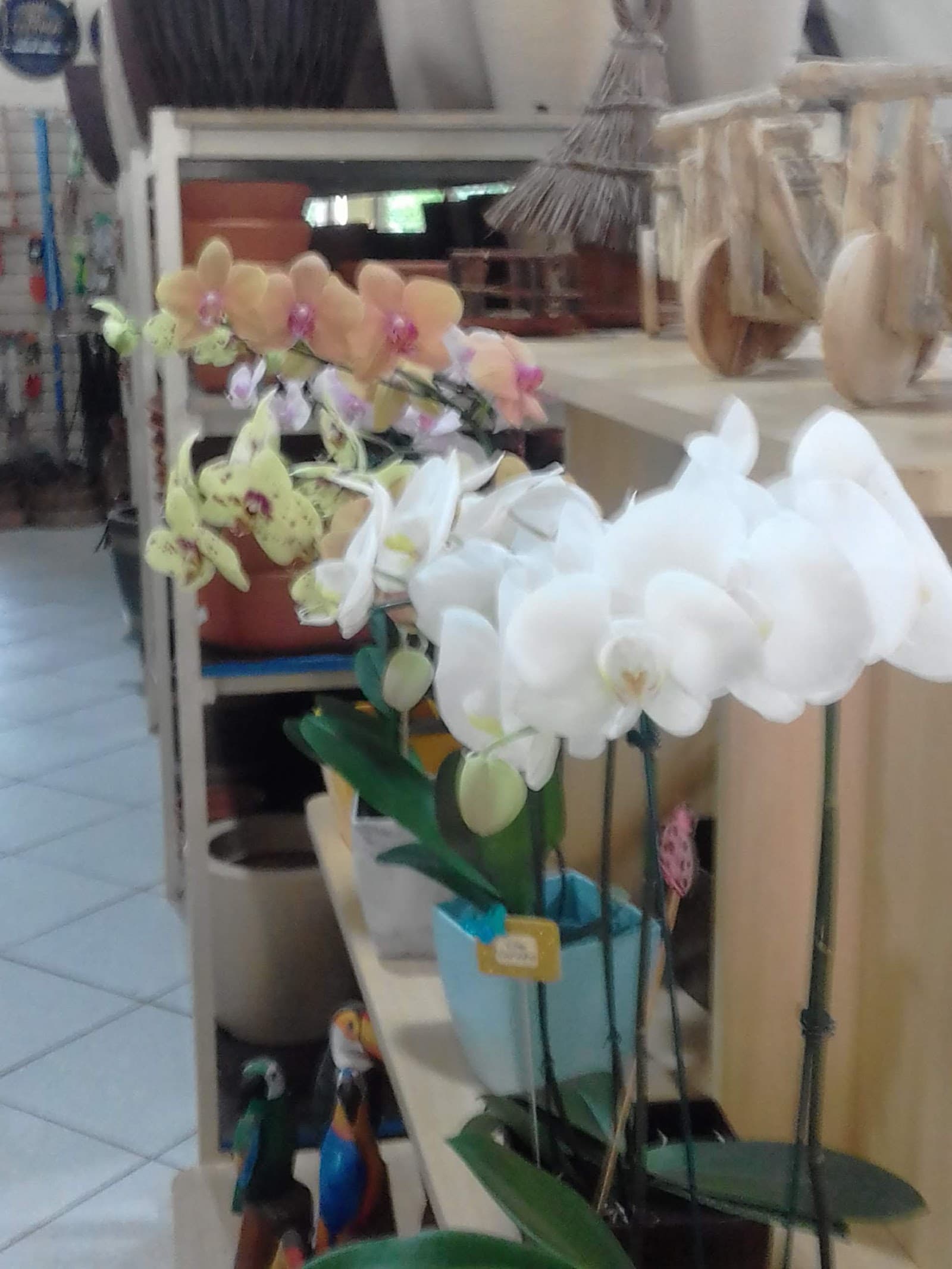 GALEGO FLORA