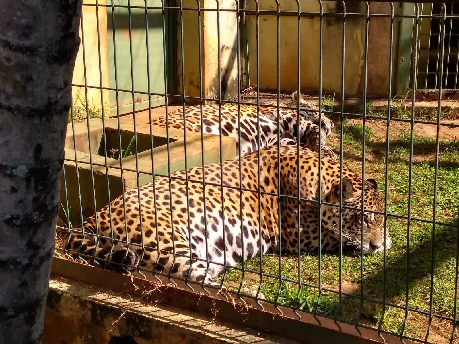 Zoológico Municipal de Piracicaba - foto 3